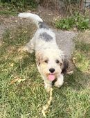 Kleine Luna sucht ein zu Hause in 54636