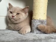Seltene Farbe- BKH Kitten /2-männliche - Werlte