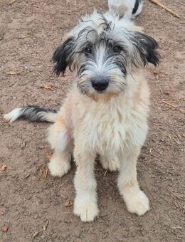 Sehr verschmuster aufgeweckter Mischlingsrüde Paul - Angern