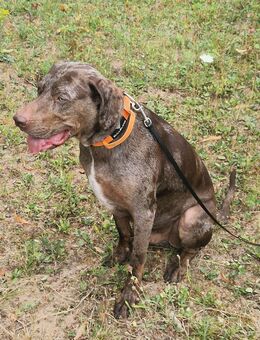 Louisiana catahoula - Lauffen (Neckar)