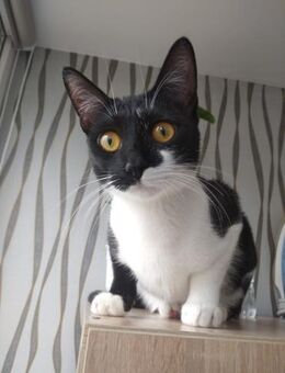 🆘 Notfall 🆘 wunderschöne Aya❤️ - Eislingen (Fils)