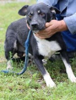 Meo - verspielt u. kinderlieb - Lohra