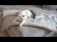 Katze abzugeben - Diepholz