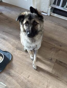 Kuscheliger Cody❤ sucht liebevolles Heim - Seggebruch