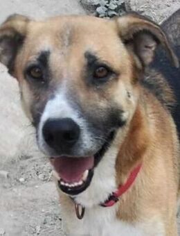 Hasenherz Murphy sucht erfahr. Menschen - Mettmann