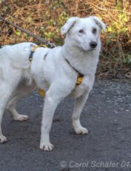 Dany ist ein wunderschöner Rüde - Egelsbach