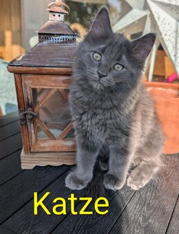 Noch 2 Norwegische Waldkatze - Maine Coon Kitten - Darmstadt Eberstadt