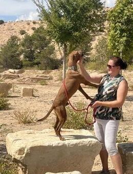 Teo lustig lebhaft freundlich sucht 👨‍ - Jade