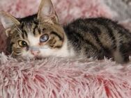 Cleo sucht sein Zuhause - Margetshöchheim