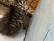 Wir drei Kitten suchen neues Zuhause - Körner