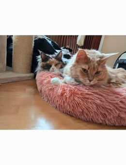 Maine Coon - Immendingen