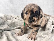 Golden Aussie x Labrador Welpen (Golden Retriever Australian Shepherd Labrador Retriever) - Schenkendöbern