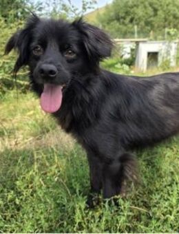 Blacky - zauberhafter Schatz - Dreikirchen