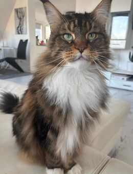 Junger Maine Coon Kater in liebevolle Hände abzugeben - Göttingen