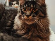 Maine Coon Kitten - Harztor