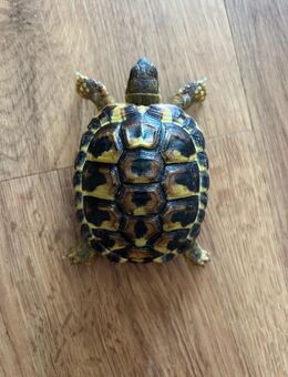 Griechische Landschildkröte Testudo hermanni - Berlin Steglitz-Zehlendorf