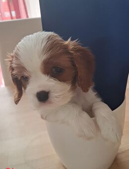 Cavalier King Charles Spaniel - Adelsdorf