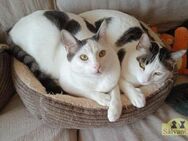 Lucky & Hardy - Unzertrennliche Brüder - Bad Camberg