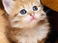 Sibirische Waldkatze Kitten in 84032