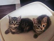 Perser Mix Kitten - Völklingen