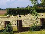***Bauernhof-Ensemble wunderbare Alleinlage, Zufahrt eigene Privatstraße*** - Asendorf (Landkreis Diepholz)