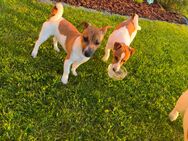 Jack Russell Terrier - Cham