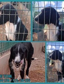 Tom großer, freundlicher Mischling Rüde - Margetshöchheim