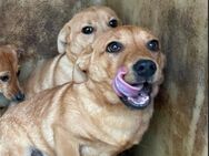 💖Indigo sucht Zuhause💖NOTFALL - Eislingen (Fils)