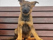 Deutsche Schäferhundwelpen