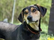 Zuzu sucht ein aktives Zuhause - München