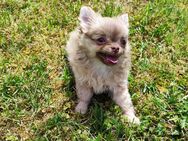 Chihuahua Welpen - Ingolstadt