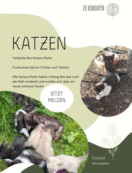 Jungkatzen - Luckenwalde