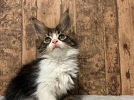 Maine Coon Kitten mit Stammbaum - Simonswald