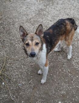 Simon-VA bildhübsch und lieb - Neustadt (Rübenberge)