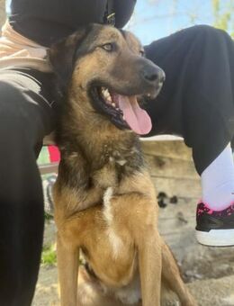 Toni - Charmanter Rüde sucht Zuhause - Berlin