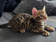Bengal Kitten - Duisburg