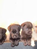 Labrador Showline in 99994