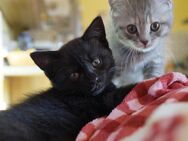 Kitten (BKH-Maine Coon-Mix, geimpft, gechipt) suchen liebevolles Zuhause - Brühl (Nordrhein-Westfalen)