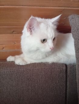 Perserkatze muss so schnell wie möglich weg - Ismaning