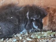 Meerschweinchen Lunkarya Babys - Mosbach
