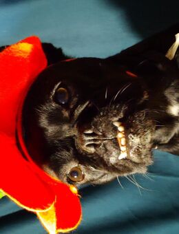 Französische Bulldogge (weiblich) sucht ihr für-immer-Zuhause - Mittweida