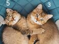 BKH Kitten bereit umzuziehen in 22045