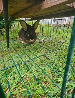 Hase - Nettersheim