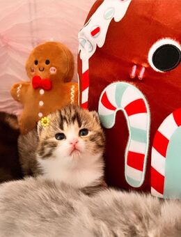 Zuckersüße Bkh Kitten - Köln