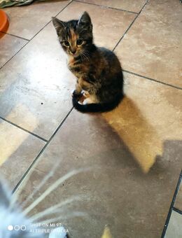 BKH Kitten Katzen Mix 6 Babys abzugeben Stubenrein - Goch