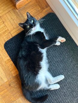 Katze abzugeben - Hohenlockstedt