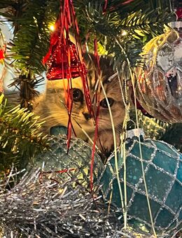 Bkh kitten - Berlin Reinickendorf