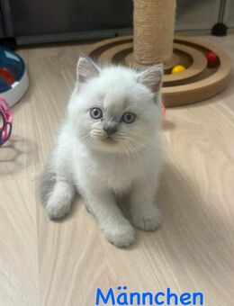 BKH Point Kitten mit blauen Augen - Neuss