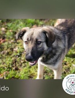 Akido Sportskanone sucht Zuhause - Kirchzell