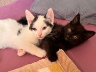 2 süße Baby Katzen suchen ein neues liebevolles Zuhause - Bonn